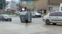 Carteros y trabajadores medidores de consumo reclaman por los perros sueltos en Bariloche