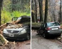 Un árbol añejo cedió por el viento y destruyó un automóvil