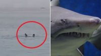 Video aterrador del momento en que un turista ruso es atacado por un tiburón