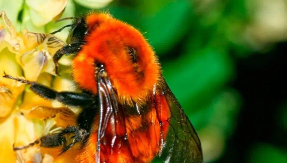¿Por qué ya no se ven mangangás en los jardines de Bariloche?