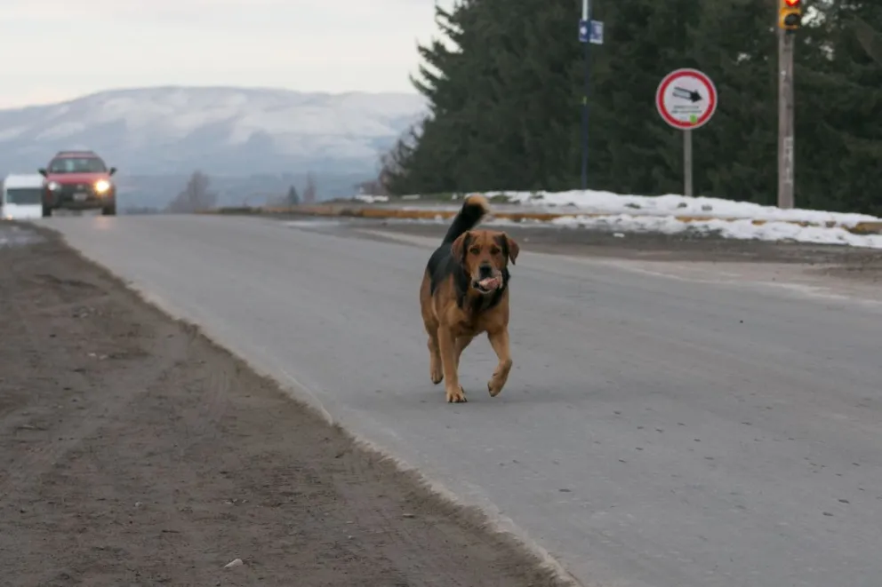 Sigue preocupando la situación de perros peligrosos sueltos en las calles barilochenses