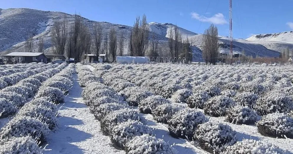 Villa Llanquín: el campo de lavandas se pintó de blanco