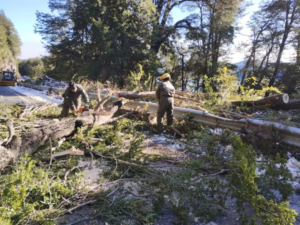 Realizaron trabajos de apeo y desrame en la zona del paso Cardenal Samoré