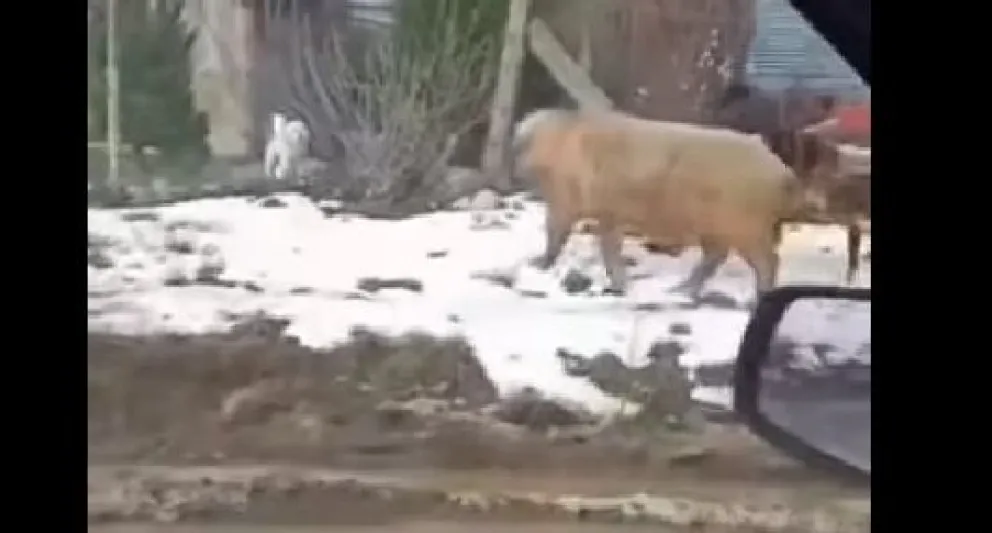 Video: Cuidado, cerdo suelto en el barrio El Frutillar