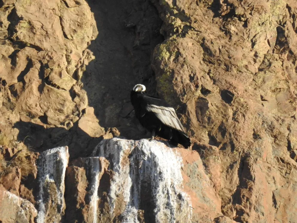 La naturaleza se mostró imponente ante los observadores de aves