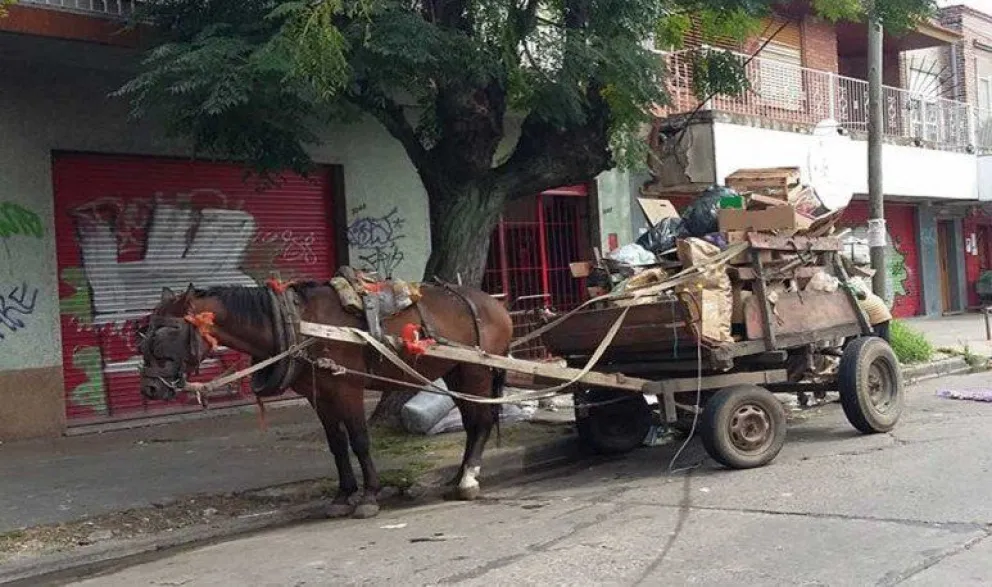 Fin de la tracción a sangre: Lanús protege a los caballos y los declara sujetos de derecho