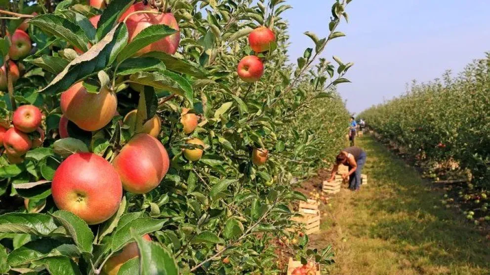 Incluirán a “golondrinas” que trabajan en Río Negro en el Plan Alimentar