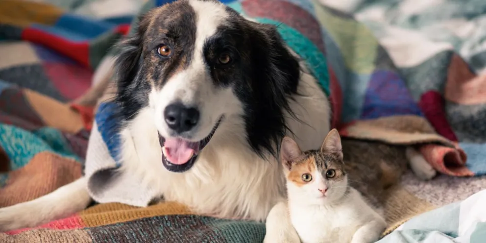 Abrigaditos: consejos clave para cuidar a tu mascota durante los días fríos